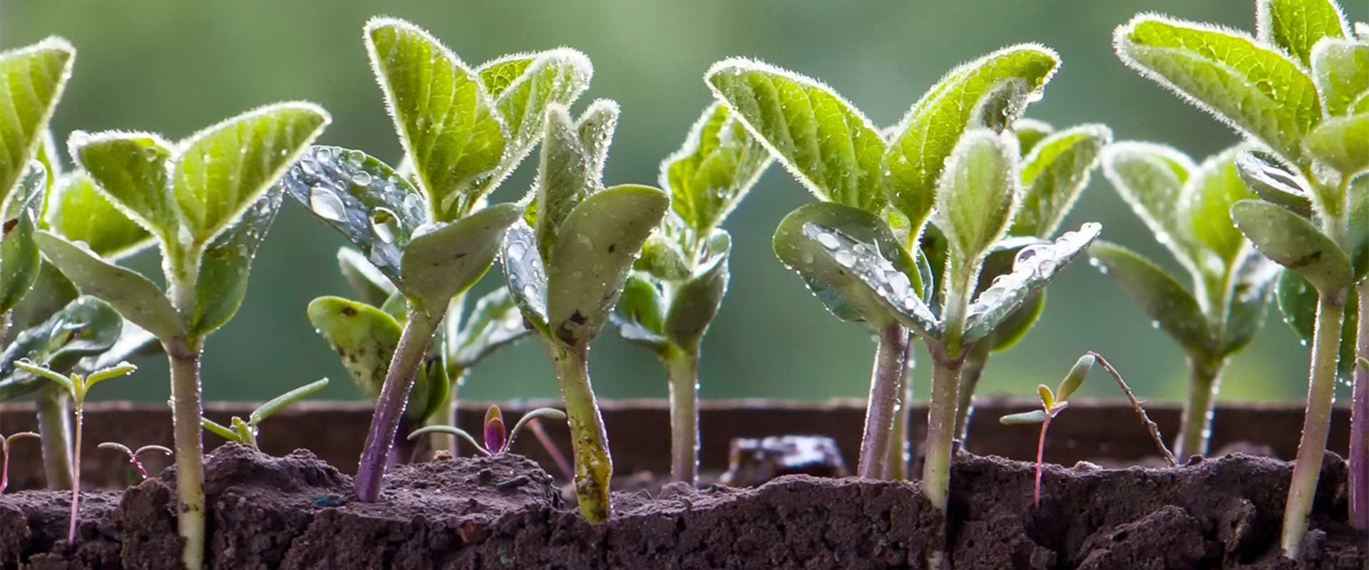 Le Fonds Stratégique des Transitions géré par ISALT investit 15M€ dans INTACT pour développer la production d’ingrédients bas carbone issus de l’agriculture régénérative